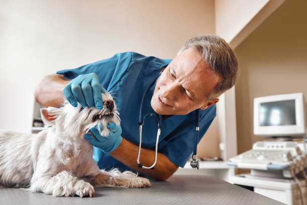 Best Same-Day Emergency Dentist in Tri Lakes, IN